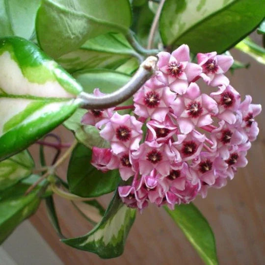 Hoya Carnosa Wax Plant Rooted Start - Variegated Cream & Green Leaves - Hoya carnosa Rubra Variety