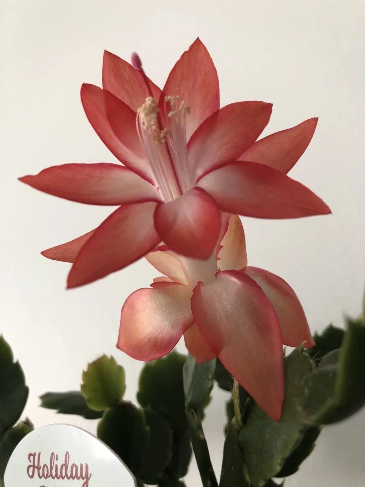 Christmas Cactus Set of 6 - 3 Rooted & 3 Unrooted - Orange Schlumbergera truncata - 3-4 inches - Festive Indoor Plants