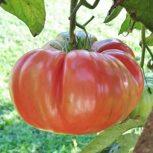 Brandywine Pink Tomato Seeds - 100 Non-GMO Heirloom - Organic Vegetable - Solanum lycopersicum - Ideal for Home Gardens