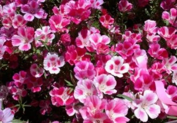 Godetia Seeds - 100 Count Farewell to Spring - Clarkia amoena - Vibrant Pink and Purple Flowers for Garden