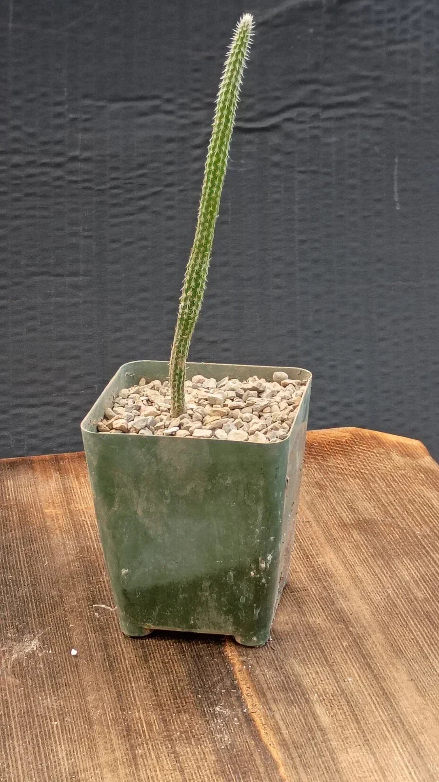 Echinocereus poselgeri Cactus Plant | Purple Flowering Succulent | Texas Native | Wilcoxia Cactus | Drought-Resistant Potted Plant