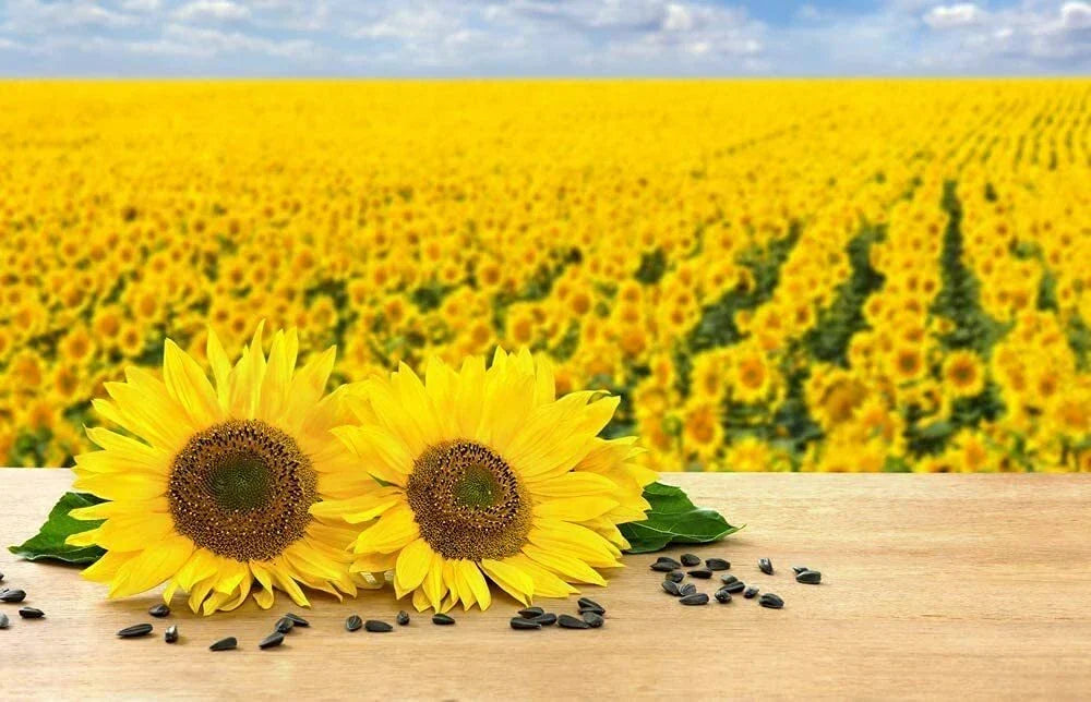 Black Oil Sunflower Seeds - 200 Count - Helianthus annuus - Bird Attracting, Oil Producing, Easy to Grow