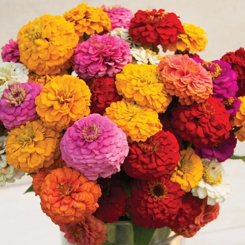 Zinnia Seeds - 100+ Oklahoma Mix - Colorful Garden Flowers - Zinnia elegans - USA