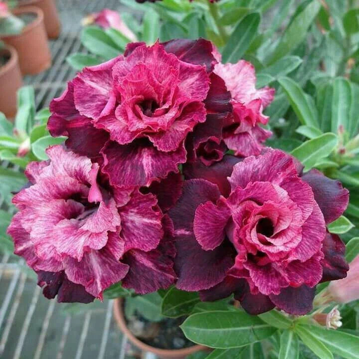 Magenta White Desert Rose Seeds - Adenium Obesum - Pack of 4 Exotic Flower Seeds for Indoor/Outdoor Gardening