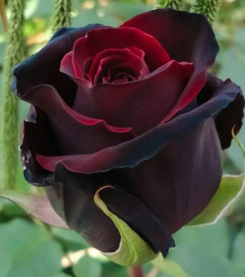 Red Black Rose Seeds - 10 Pack - Perennial Flowering - Rosa spp. - Vibrant Red and Black Blooms for Stunning Gardens