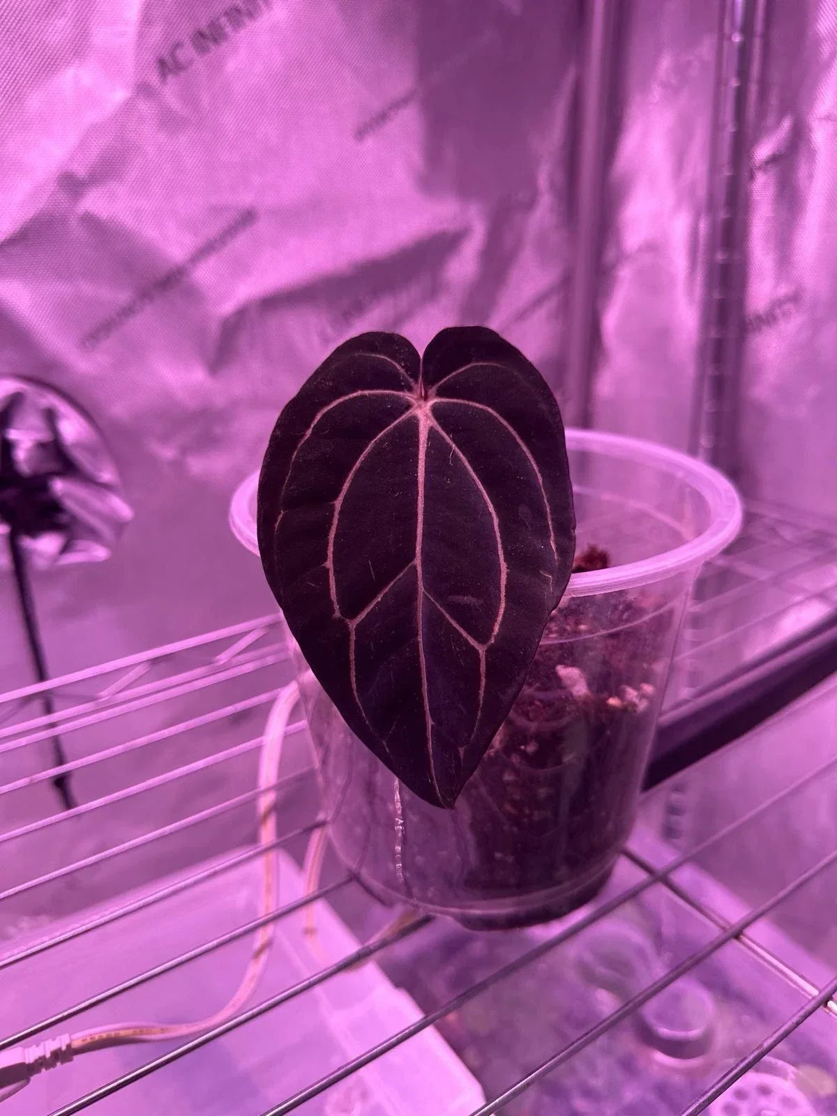 Anthurium Carlablackiae 1 Leaf Cutting - Rare Tropical Houseplant, Unique Foliage, Indoor Plant Decor, Anthurium carlablackiae