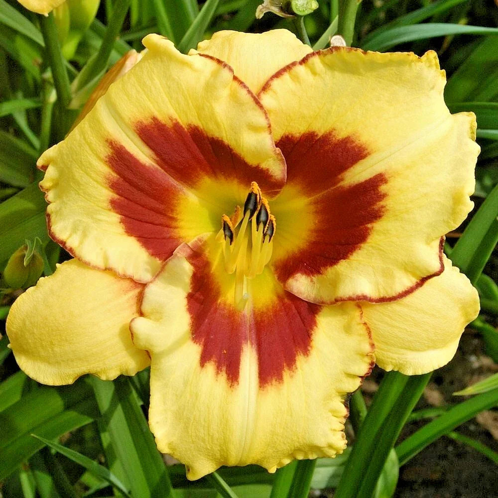 Daylily Plant Live Root 'El Desperado' Yellow Purple Blooms Hemerocallis for Zones 3-8