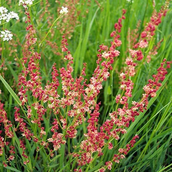 Sheep Sorrel Seeds Packet - 100 Seeds - Edible Herb Rumex acetosella - Fast-Growing, Perennial, Nutrient-Rich Culinary Herb