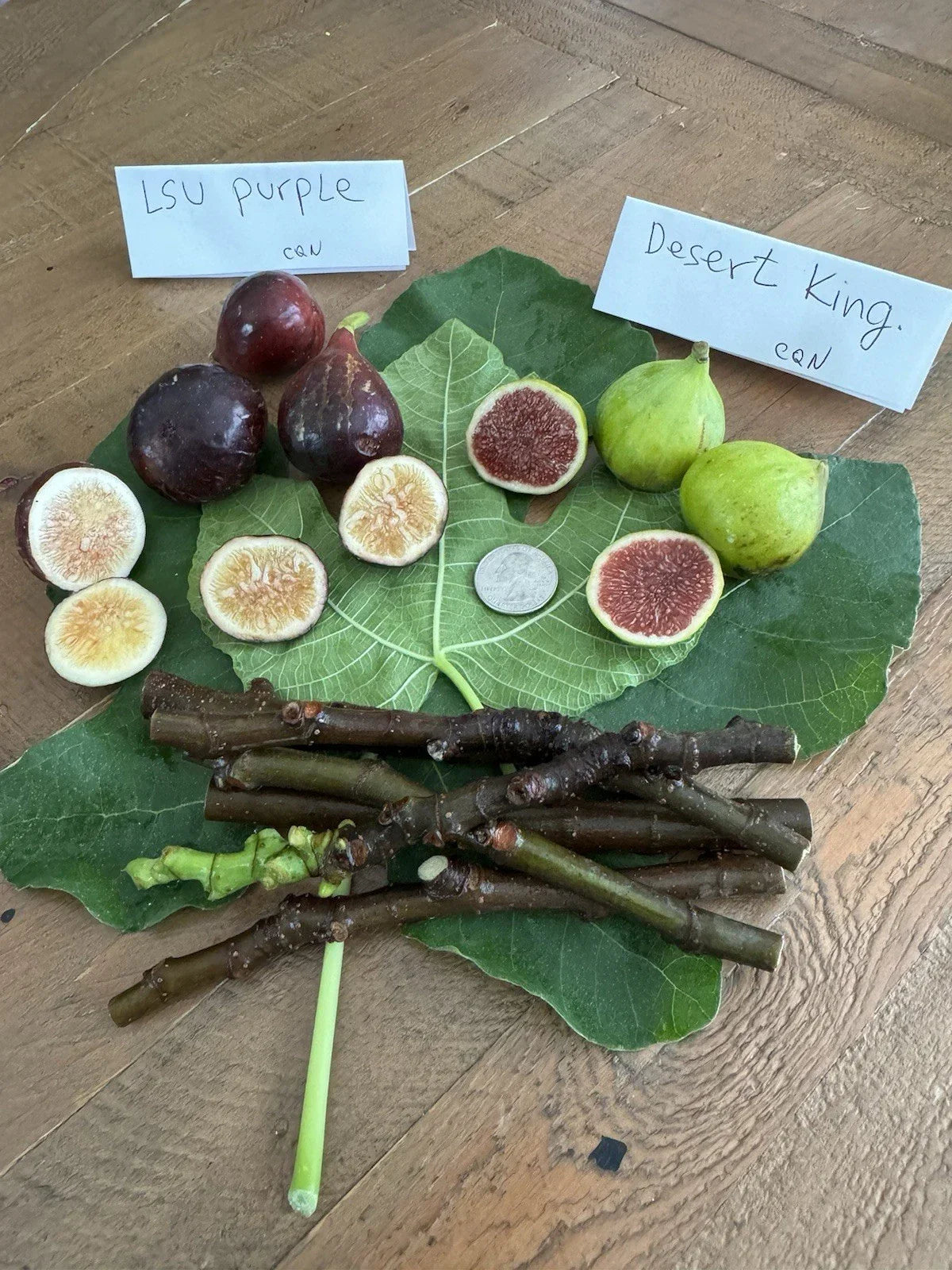 Fig Cuttings 6 Pack LSU Purple & Desert King Ficus carica Disease-Free Planting Cuttings for Home Garden