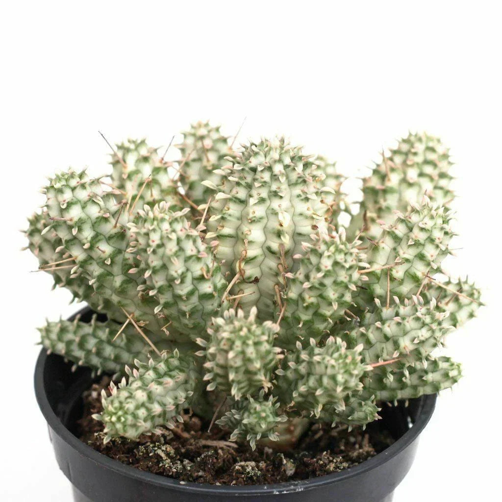 Rare Euphorbia Mammillaris Variegata Cutting - 2.5" Unrooted Succulent - Unique Creamy White and Green Foliage