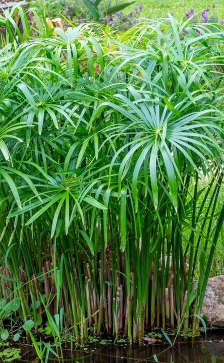 Umbrella Palm Live Plant - 6" 'Baby Tut' Aquatic Marginal - Cyperus gracilis - Easy Care Starter for Ponds & Water Gardens