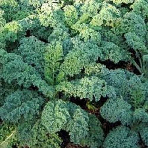 Organic Heirloom Seeds - 100 Count Blue Curled Scotch Kale - Brassica oleracea var. sabellica - Non-GMO Garden Seeds