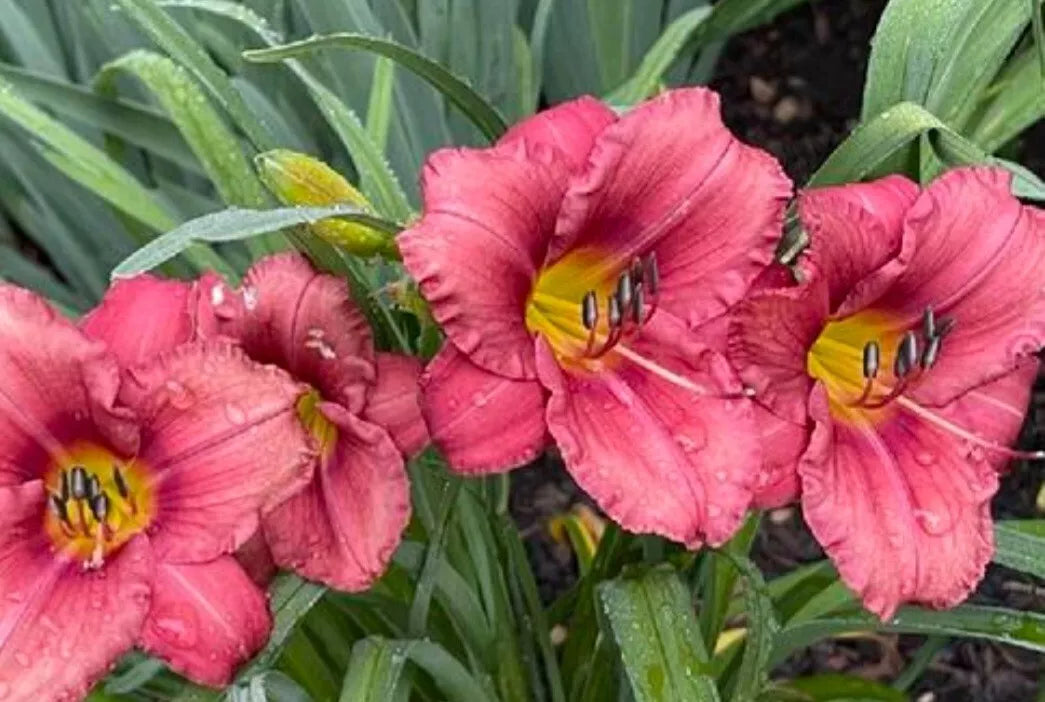 Rosey Returns Daylily Bare Root Plant - Vibrant Red Pink Yellow Blooms - Hemerocallis 'Rosey Returns' - Low-Maintenance Perennial