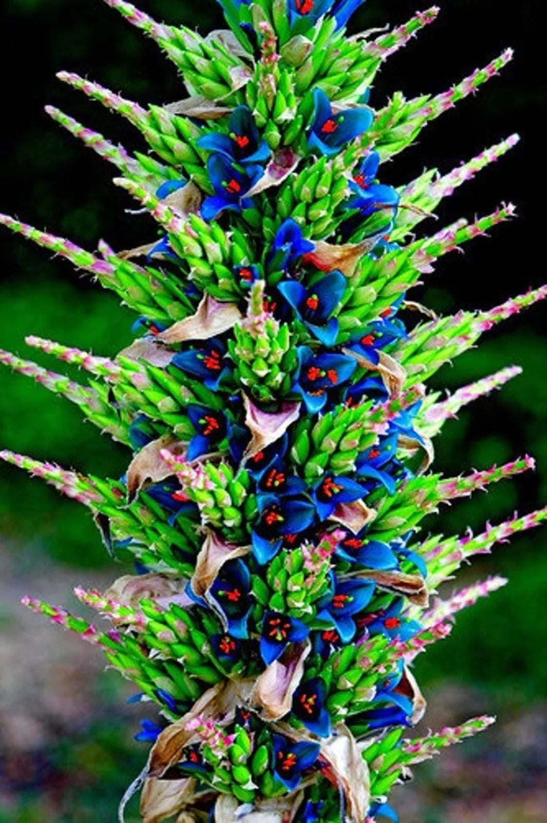 Sapphire Tower Seeds - 15 Rare Puya Seeds for Unique Ornamental Planting - Exotic Garden Addition