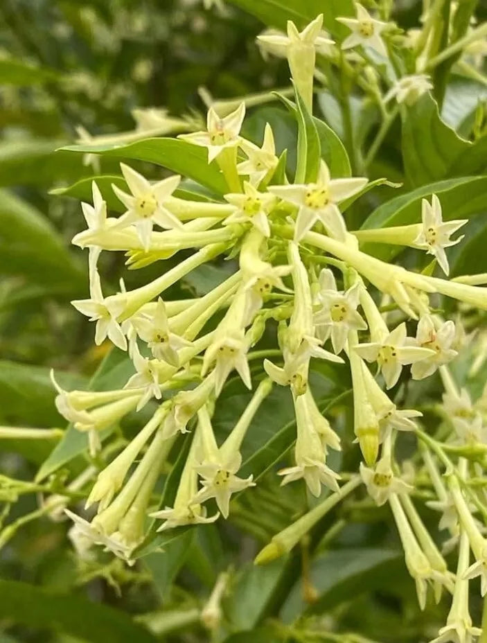 Night Blooming Jasmine Plant Live - Fragrant Cestrum Nocturnum - Shrub - Shipped Without Pot - Aromatic Garden Plant