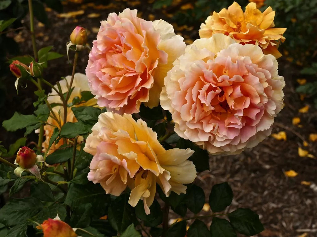 Floribunda Rose Cuttings 5-8" Unrooted Fresh Stems Caribbean Breeze Rosa 'Caribbean Breeze'