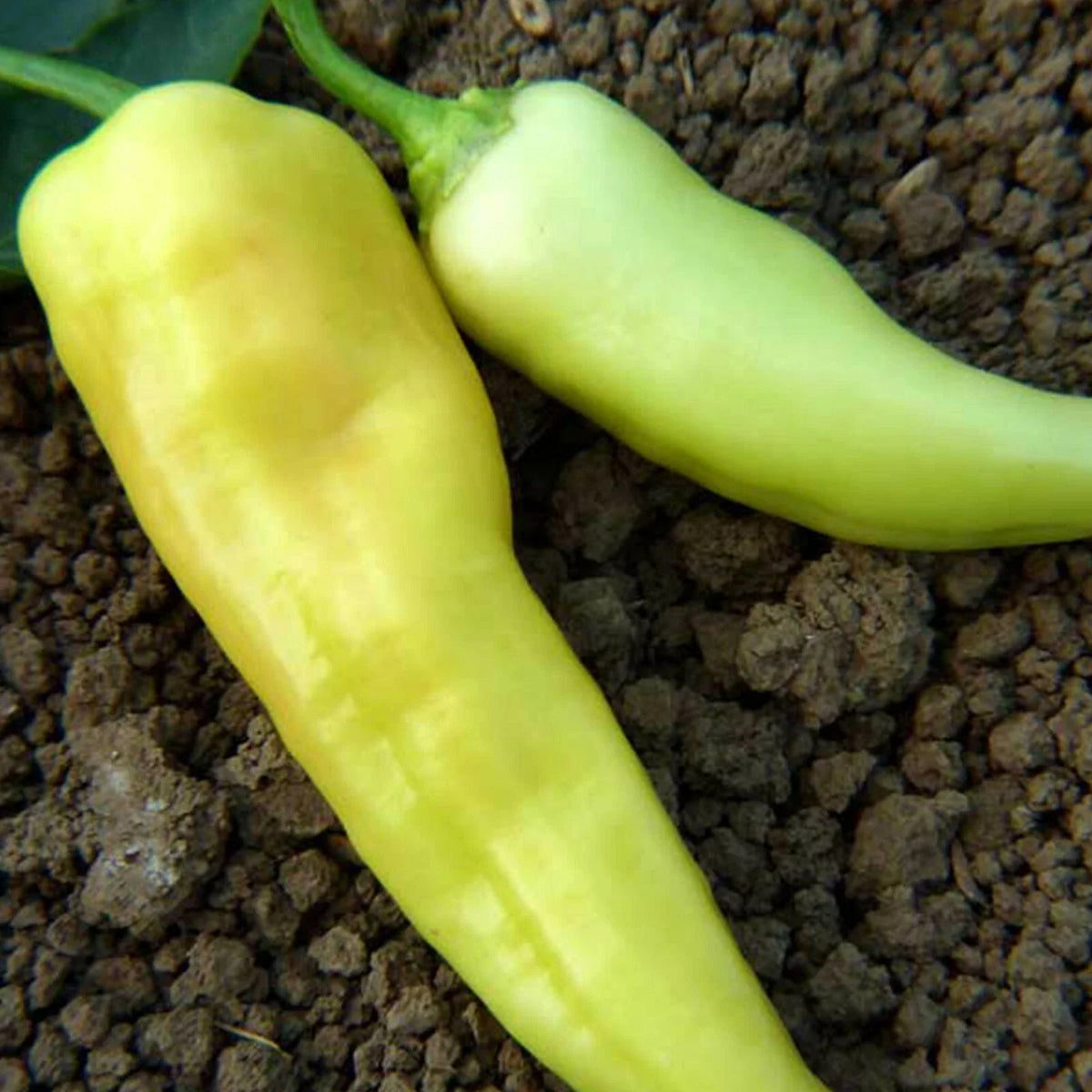 Sweet Banana Pepper Seeds 4 oz - Non-GMO Heirloom Capsicum annuum for Home Gardens - Easy to Grow, Vibrant Yellow Peppers