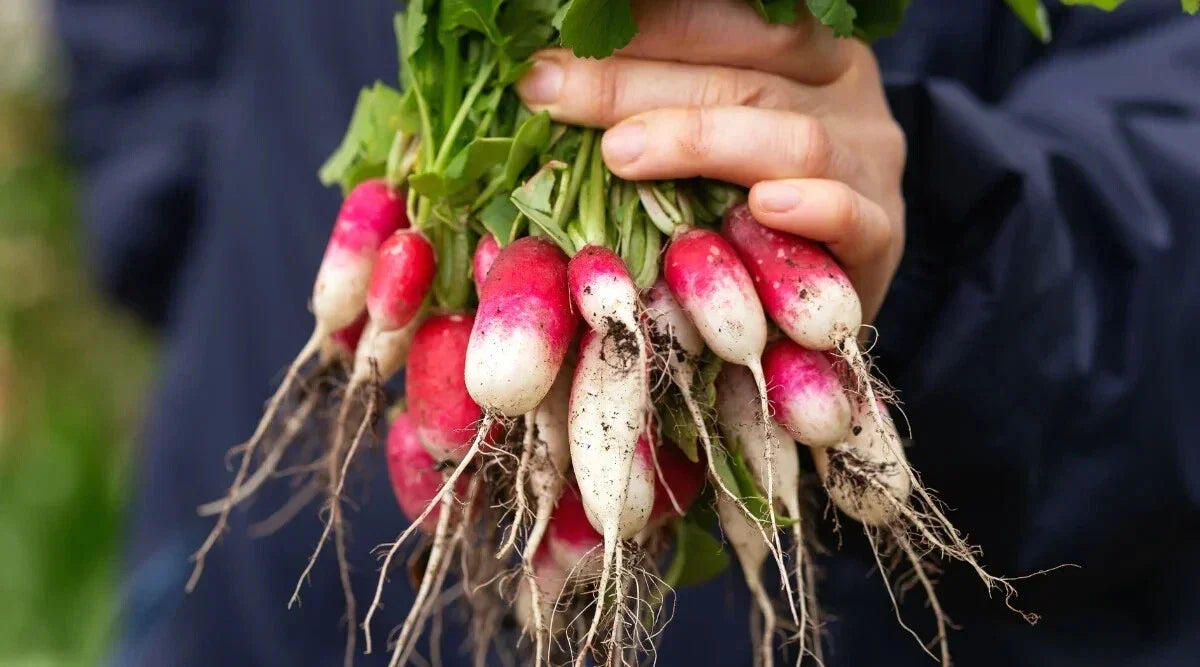 French Breakfast Radish Seeds - 500+ Pack - Non-GMO Raphanus sativus - USA Grown Garden Variety for Fast Growth