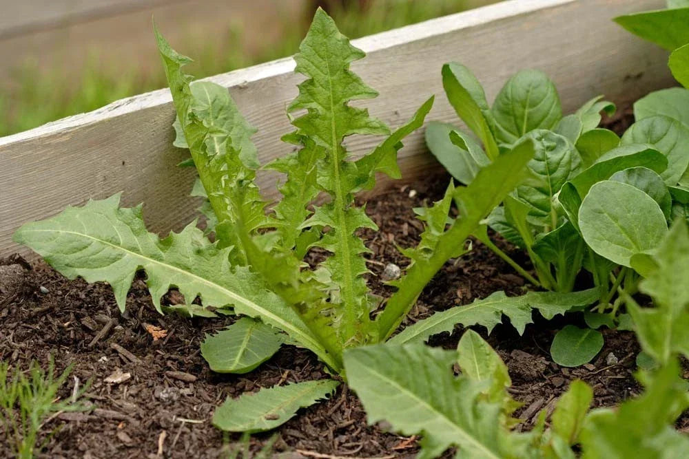 Italian Dandelion Seeds - Bulk 500 Seeds - Edible Herb - Taraxacum officinale - Perfect for Salads & Garnishes