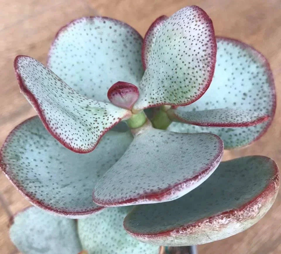 Silver Dollar Jade Cuttings - Crassula arborescens - Propagation Ready Succulent Plant Cuttings for Indoor Gardening