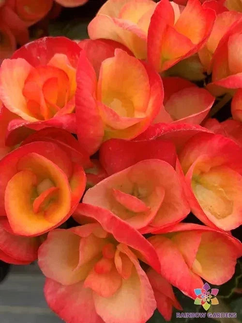 Carnival Rose Begonia Seeds - 25+ Pack - Vibrant Rose Pink Blooms - Begonia x tuberhybrida - Ideal for USA Gardens