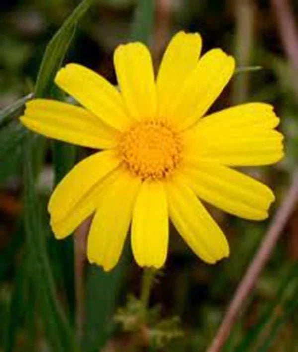 Garland Chrysanthemum Seeds 500 Count Golden Yellow Blooms Chrysanthemum coronarium Non-GMO Newly Harvested