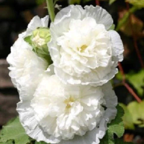 Double White Hollyhock Seeds - 25 Premium Perennial Flower Seeds - Alcea rosea - Classic Garden Blooms