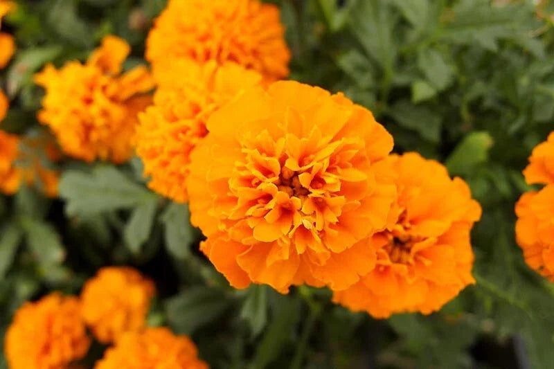 Mandarin Marigold Seeds - 25+ Pack - Tagetes patula - USA Grown - Easy to Grow for Vibrant Garden Blooms