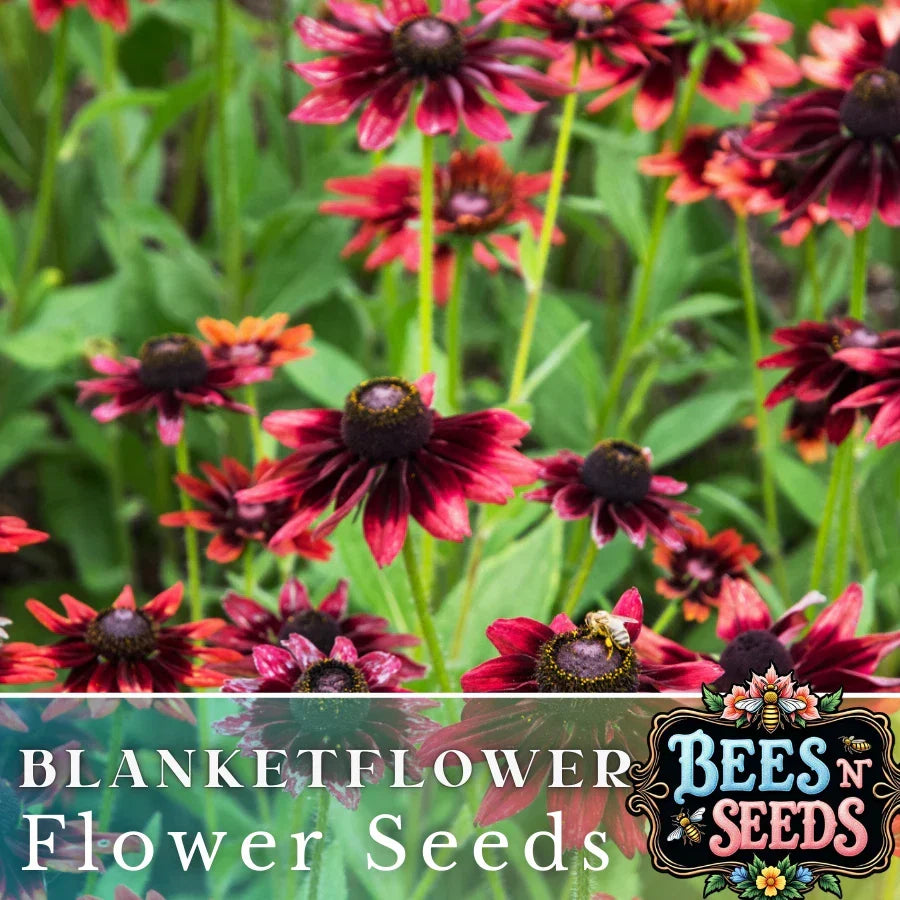 Rosso Raven Blanket Flower Seeds - 200 Non-GMO Seeds - Vibrant Crimson-Red Blooms - Gaillardia aristata