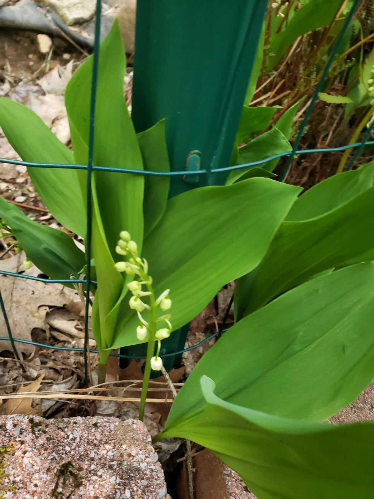 Lilly of the Valley Live Plants - 5 Bare Root - Fragrant White Flowers - Convallaria majalis - Freshly Dug, Ships USPS First Class