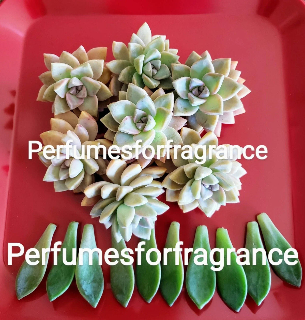 Graptopetalum Ghost Plant Cuttings - 8 Fresh Succulent Cuttings + 10 Leaves for Indoor Gardening - Graptopetalum paraguayense