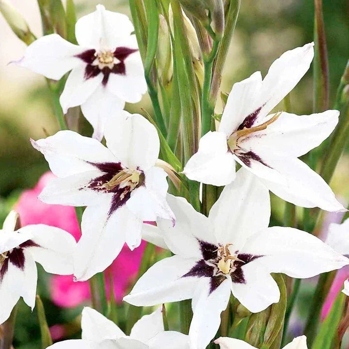 Gladiolus Bulbs 10-Pack, Fragrant White Flowers, Gladiolus Acidanthera Murielae, Summer Blooming, Easy to Grow