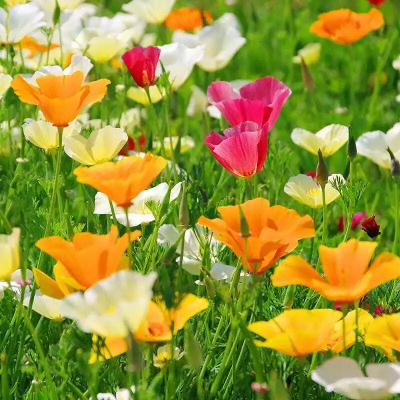 California Poppy Seed Mix - 250 Seeds, Colorful Varieties, Drought-Tolerant, Eschscholzia californica