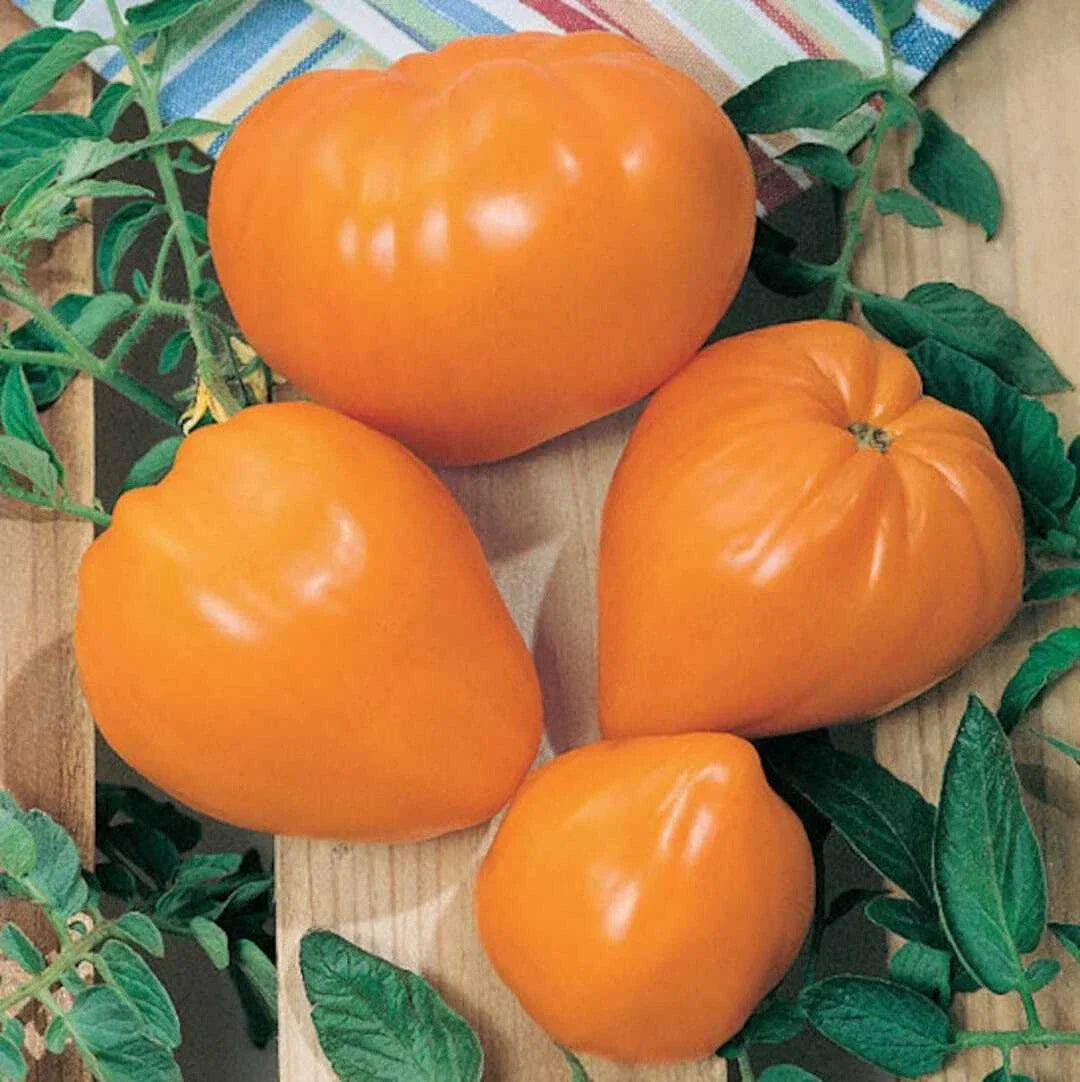 Orange Oxheart Tomato Seeds 50 Ct Heirloom Non-GMO, Indeterminate Variety, Solanum lycopersicum for Home Gardening