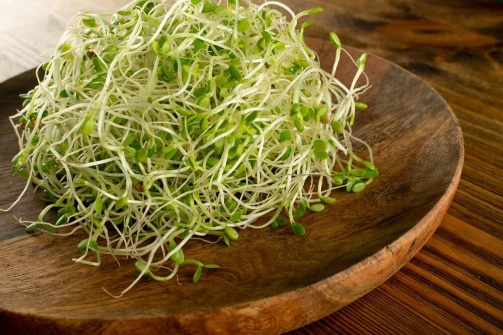 Red Clover Sprout Seeds 500 Count - Trifolium pratense - Easy Indoor Growing - Just Add Water for Tasty, Nutritious Sprouts