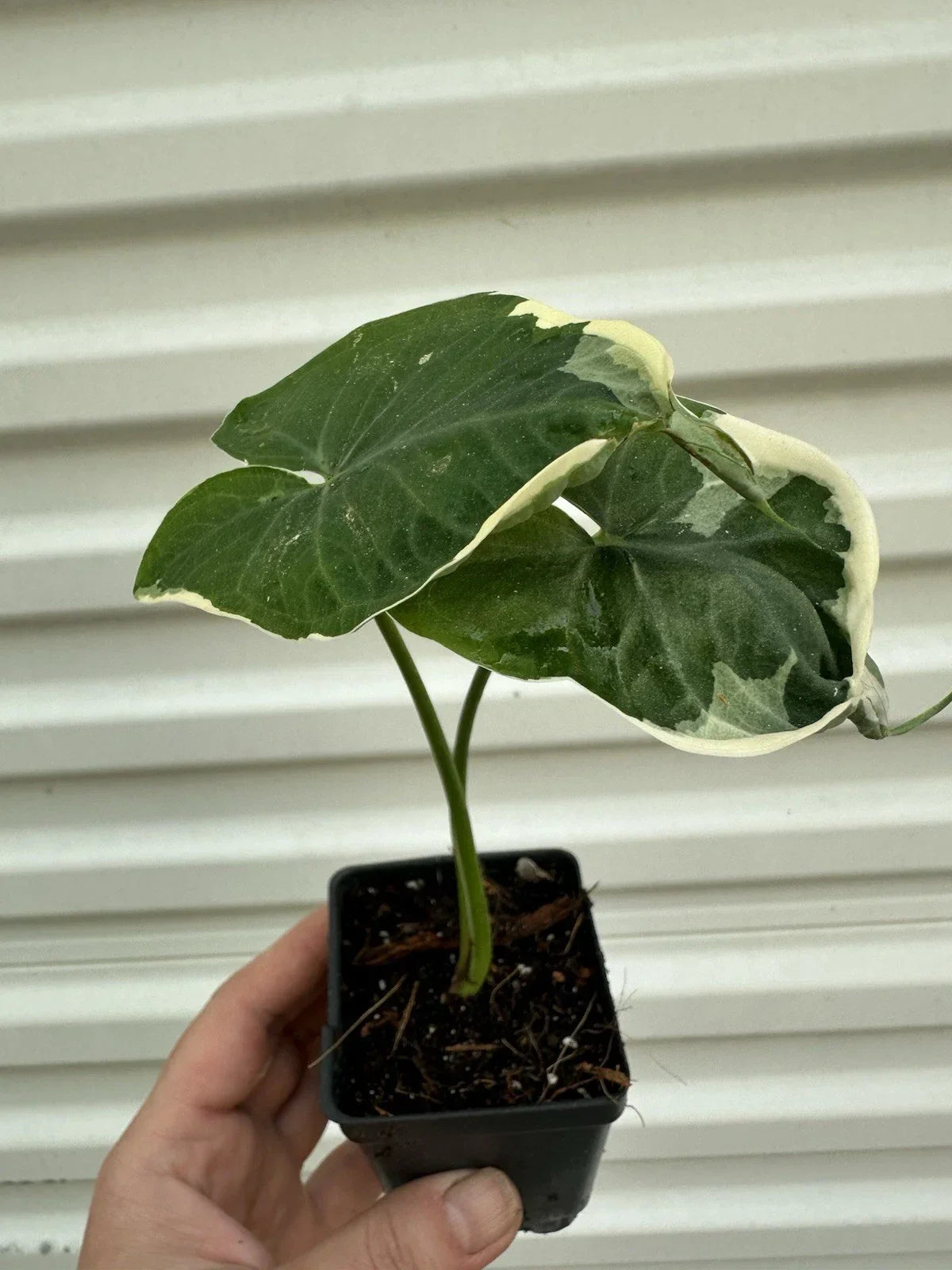 Alocasia Mickey Mouse Plant in 4” Pot - Unique Tropical Houseplant (Alocasia 'Mickey Mouse') for Indoor Decor