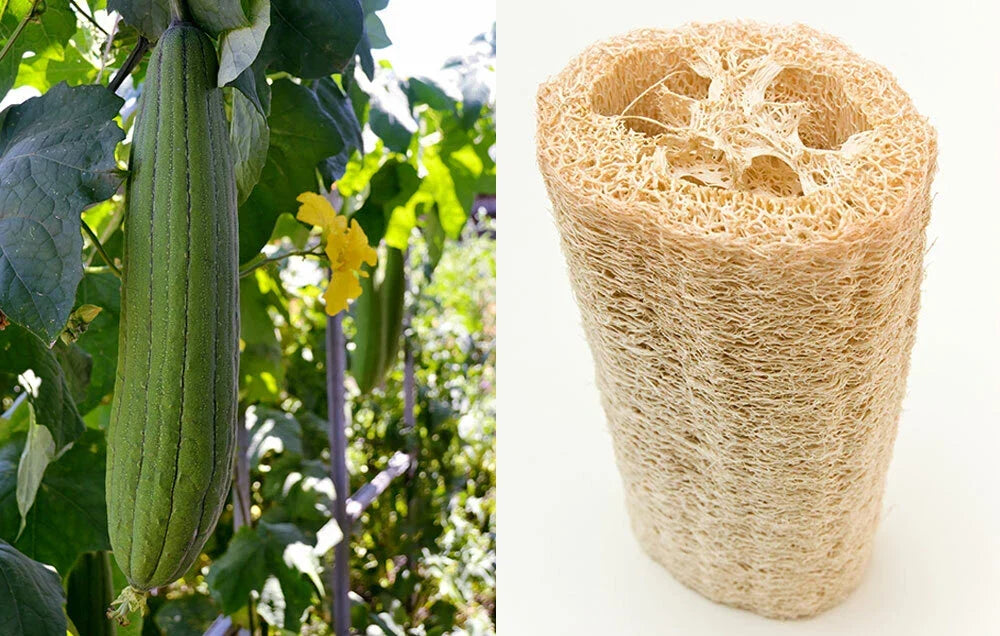 Loofah Sponge Seeds - 10-100 Seeds - Heirloom Gourd Loofah (Luffa aegyptiaca) - Eco-Friendly Dishcloth Plant