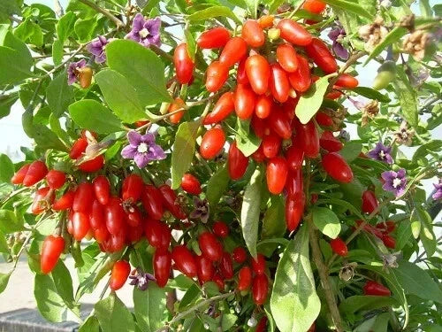 Goji Berry Cuttings 6+2 Pack Superfood Rooting Plant Lycium barbarum Nutrient-Rich Bush for Garden or Containers
