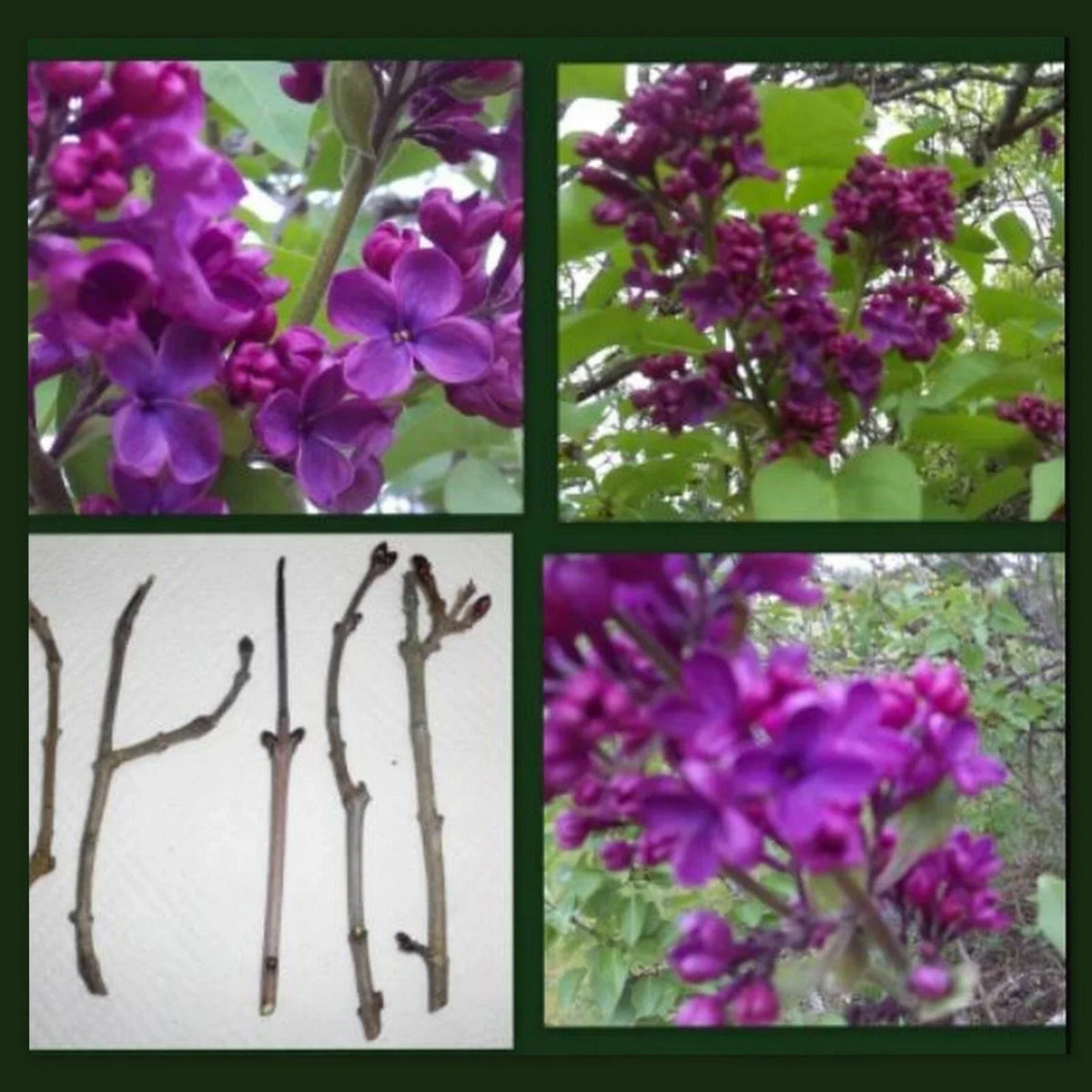 Dark Purple Lilac Cuttings - 10 Organic Syringa Vulgaris - Perennial Flowering Shrub for Garden Color & Fragrance