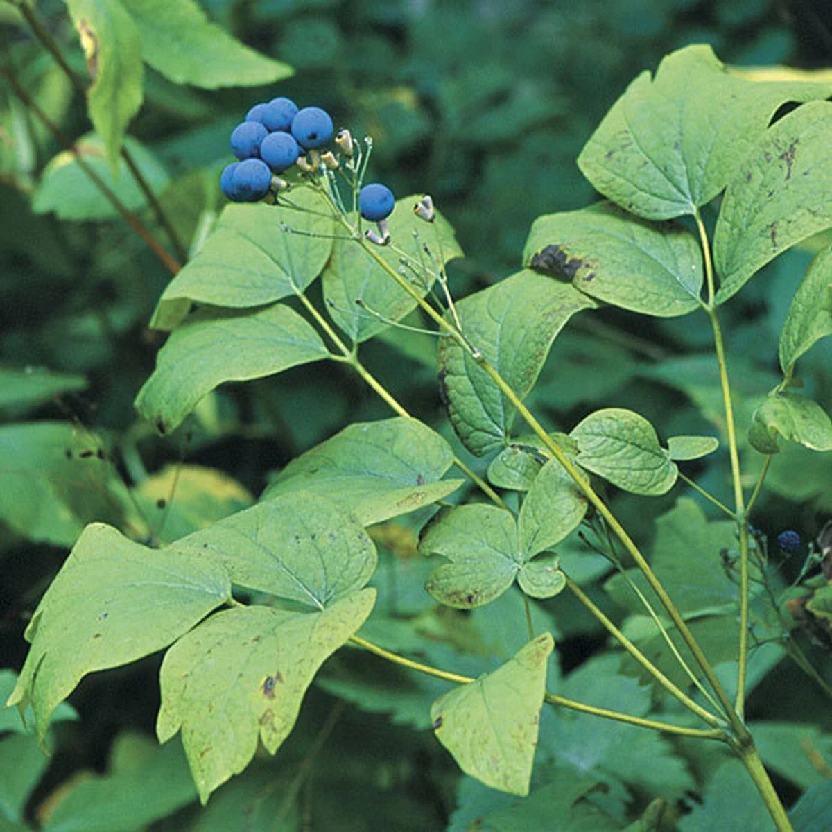 Wild Blue Cohosh Bare Roots 10-Pack | Caulophyllum Thalictroides | Appalachian Native Garden Plant