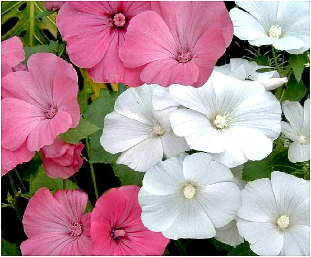 Rose Mallow Seeds 30 Pack, Pink and White Flowers, Hibiscus moscheutos, Non-GMO Fresh Seeds for Garden Planting