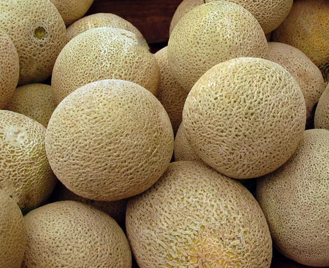 Honey Rock Cantaloupe Seeds 50+ Non-GMO Melon - Cucumis melo - Sweet and Juicy Fruit for Home Gardening, USA Seller
