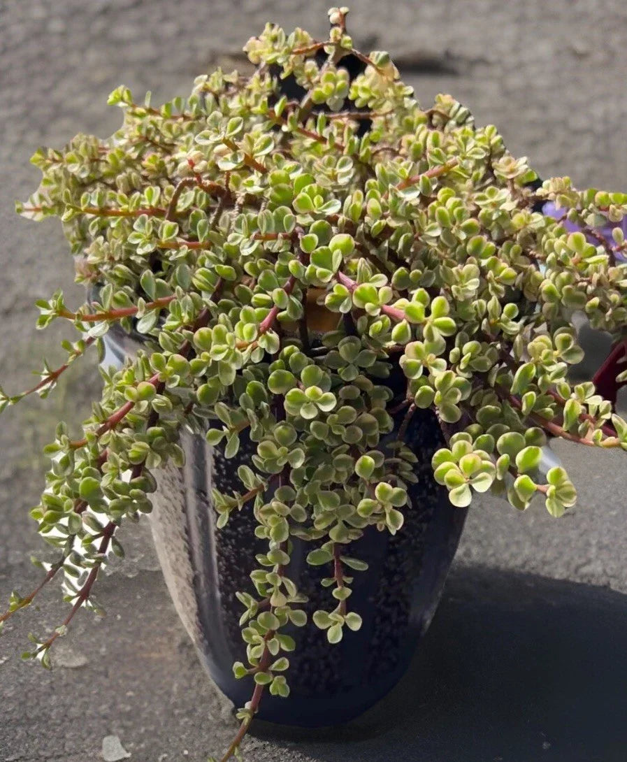 Rainbow Variegated Elephant Bush Cuttings - 2 Unrooted 4-Inch - Portulacaria afra Variegata - Colorful Succulent for Propagation