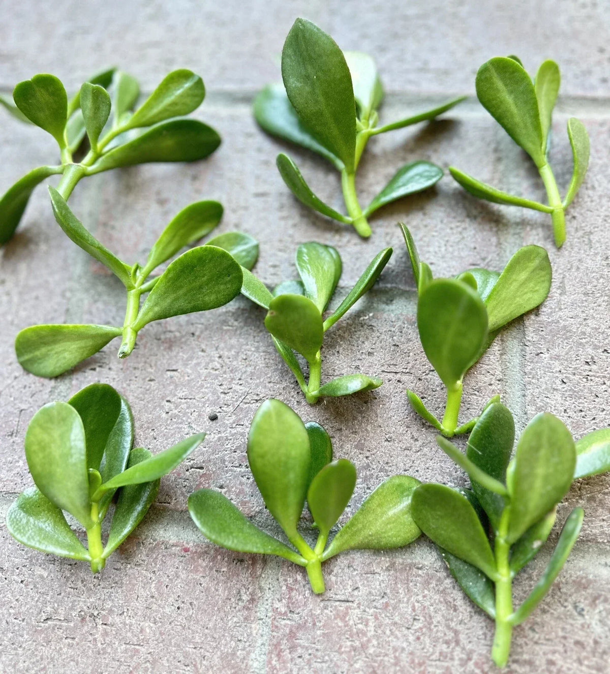 Jade Plant Cuttings - 5 Succulent Cuttings 3" to 5" - Money Plant - Crassula ovata - Indoor Outdoor Garden Decor