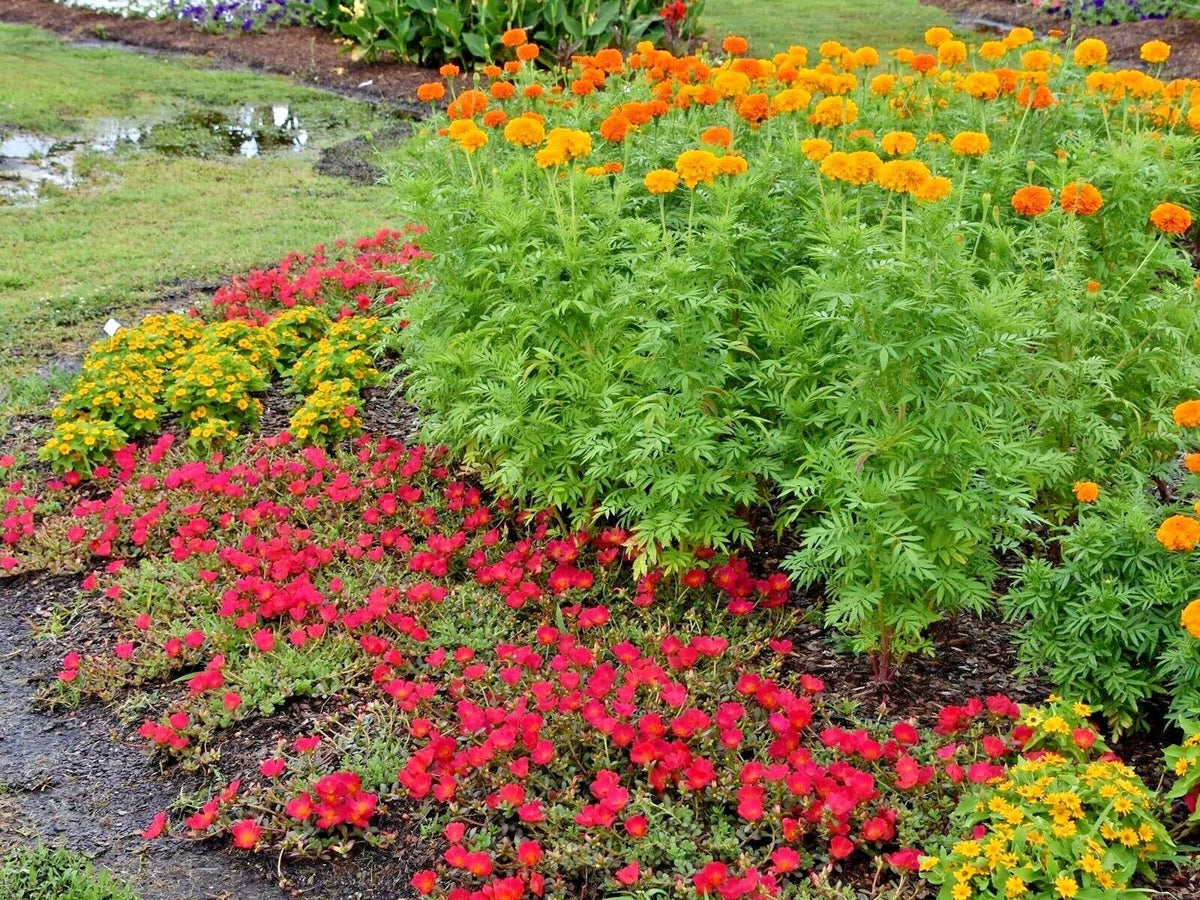 African Marigold Flower Seeds 300+ Count - Deer Resistant, Pollinator Friendly - Tagetes erecta - Non-GMO Gardening Seeds