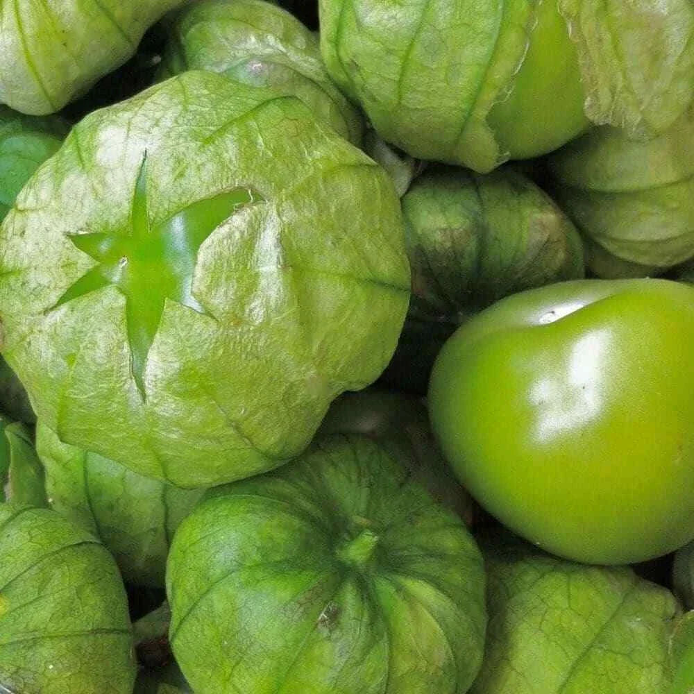 Tomatillo Seeds 50 Ct Heirloom Non-GMO Grande Rio Verde Physalis ixocarpa for Home Garden and Culinary Use