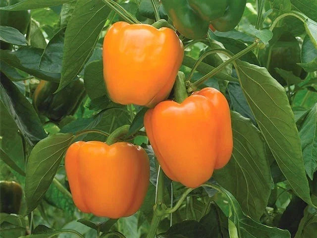 Orange Sun Sweet Bell Pepper Seeds - Heirloom, Non-GMO, Capsicum annuum - 25 Seeds for Home Gardening