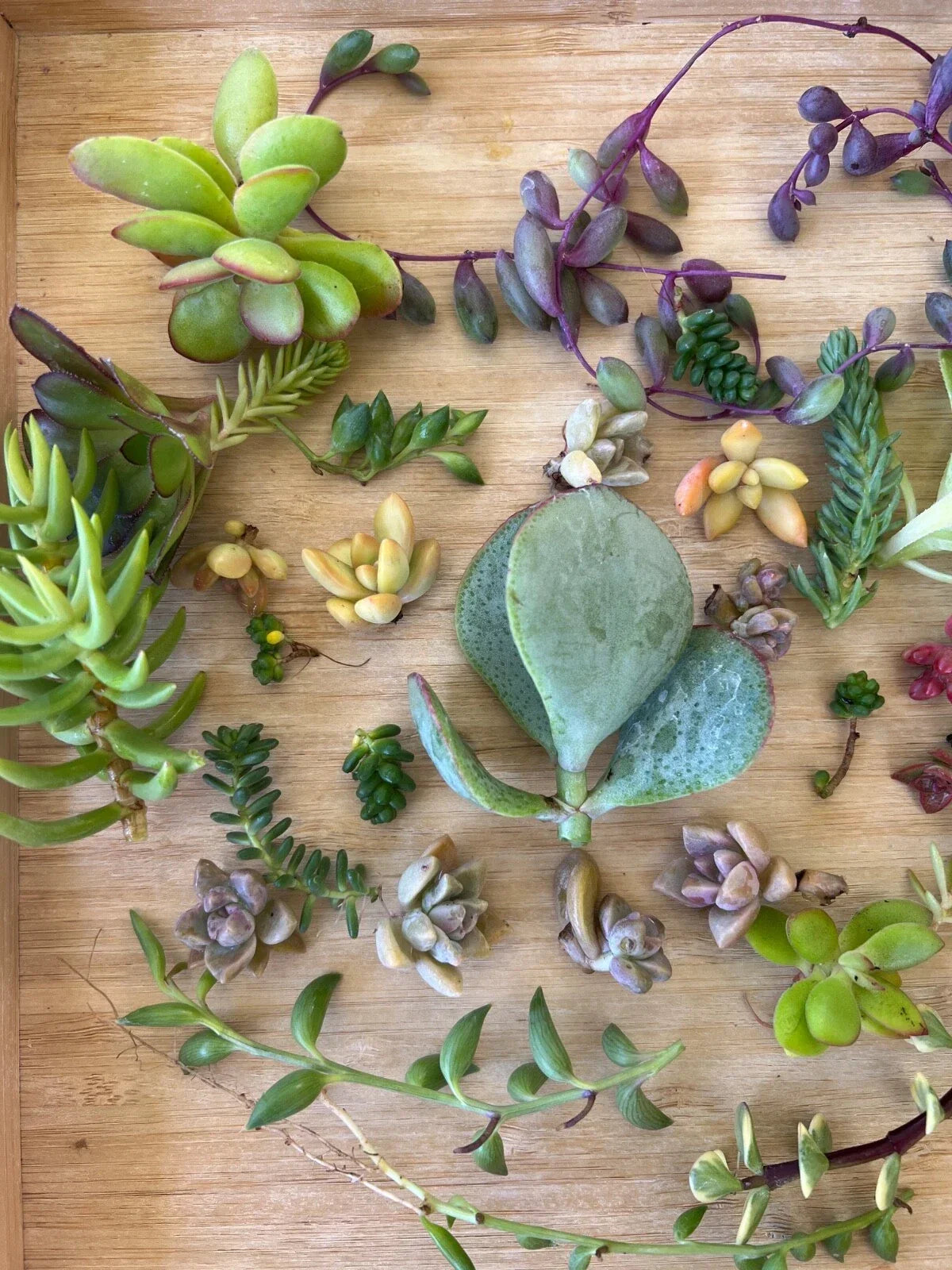 Cutting Succulents Set + 3 String Varieties + Assorted Box + Ceropegia woodii, Senecio radicans, Senecio rowleyanus
