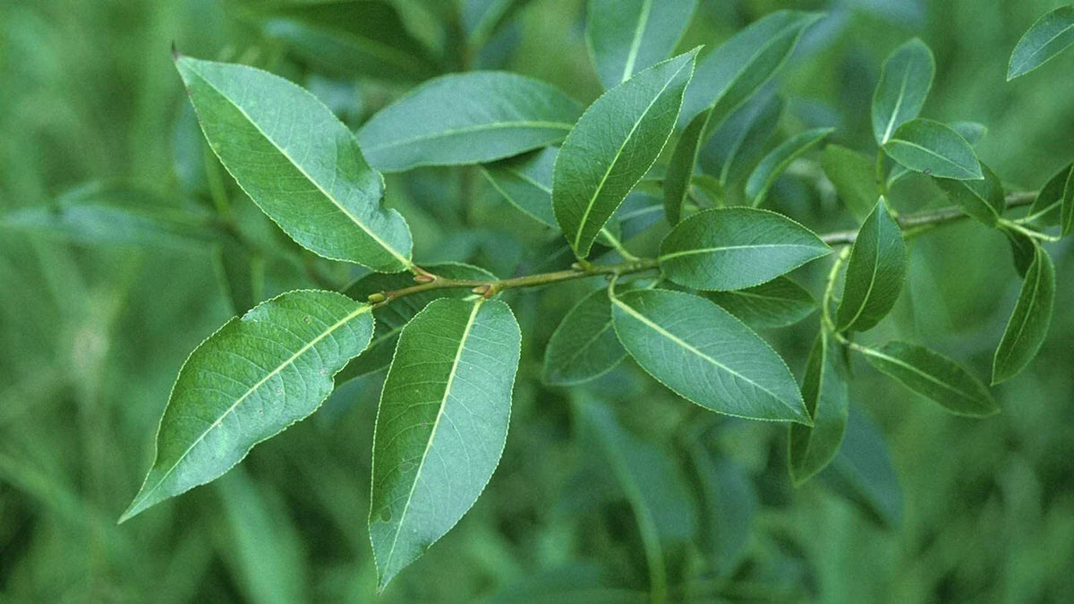 Bay Leaf Willow Cuttings - 4 Pack - Rare Ornamental Tree - Salix pentandra - Aromatic Foliage for Gardens and Culinary Use