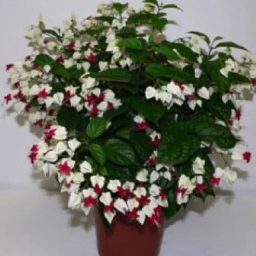 Bleeding Heart Plant Starter - Bareroot - White & Red Blooms - Clerodendrum thomsoniae - Healthy Rooted Plant